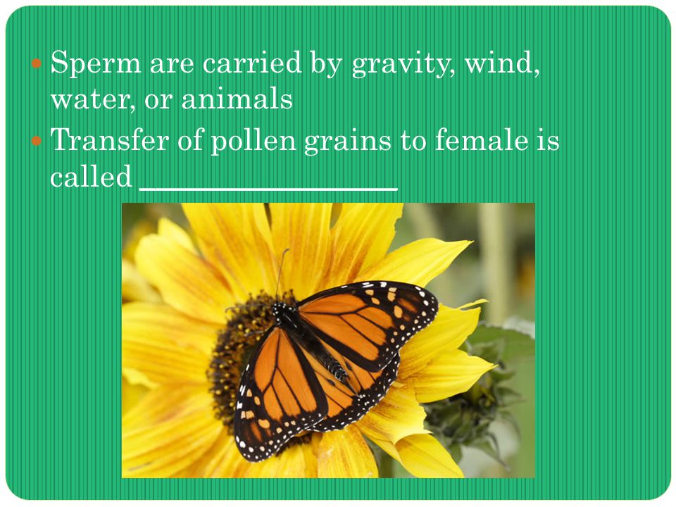 Sperm are carried by gravity, wind, water, or animals Transfer of pollen grains to female is called _________________