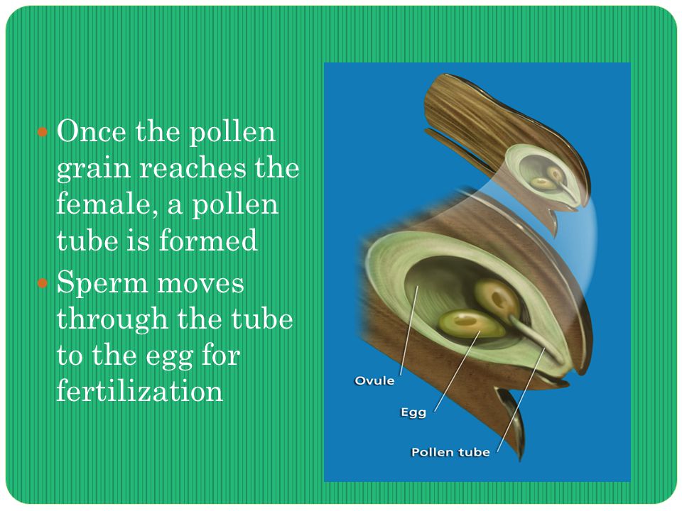 Once the pollen grain reaches the female, a pollen tube is formed Sperm moves through the tube to the egg for fertilization