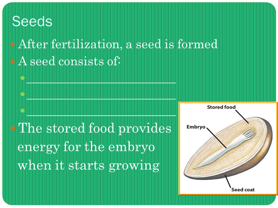 Seeds After fertilization, a seed is formed A seed consists of: ________________________ The stored food provides energy for the embryo when it starts growing