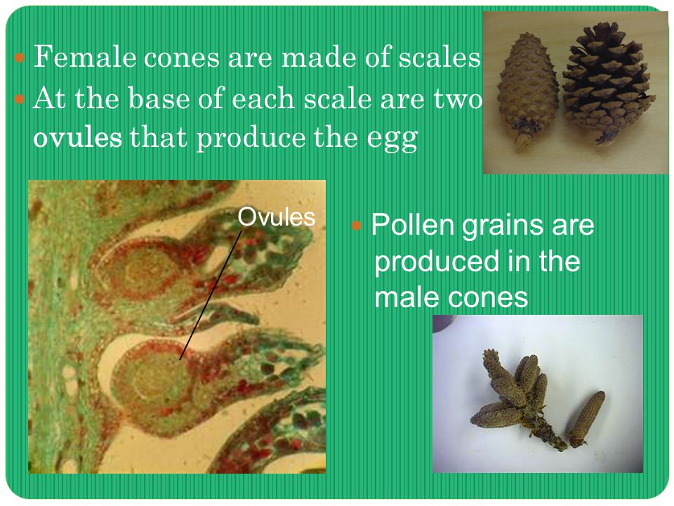 Female cones are made of scales At the base of each scale are two ovules that produce the egg Ovules Pollen grains are produced in the male cones