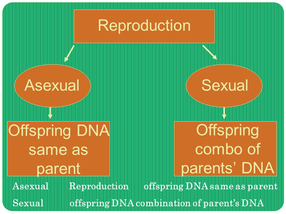Asexual Reproduction offspring DNA same as parent Sexualoffspring DNA combination of parent’s DNA Reproduction AsexualSexual Offspring DNA same as parent Offspring combo of parents’ DNA