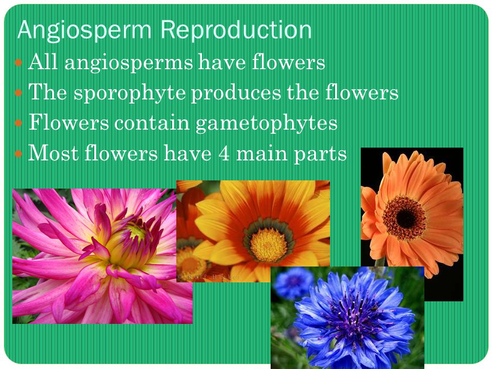 Angiosperm Reproduction All angiosperms have flowers The sporophyte produces the flowers Flowers contain gametophytes Most flowers have 4 main parts