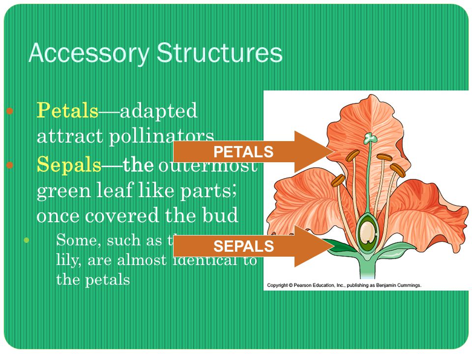 Accessory Structures Petals—adapted attract pollinators Sepals—the outermost green leaf like parts; once covered the bud Some, such as those on a lily, are almost identical to the petals PETALS SEPALS
