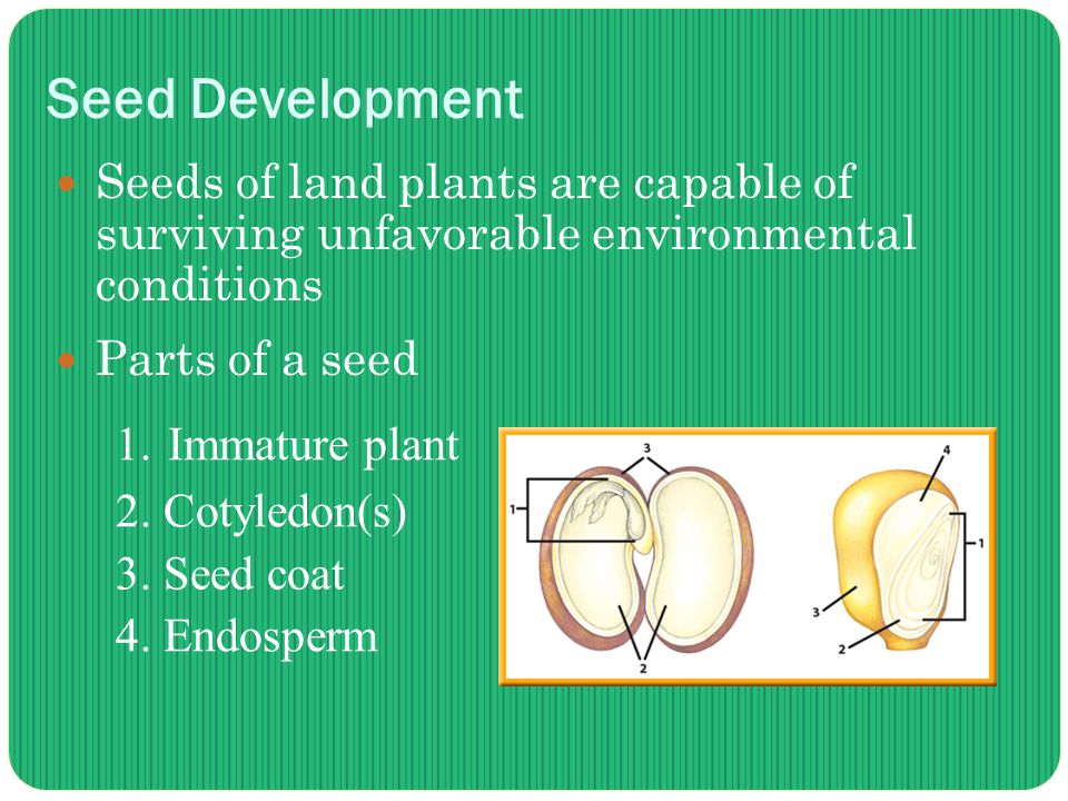 Seed Development Seeds of land plants are capable of surviving unfavorable environmental conditions Parts of a seed 1.