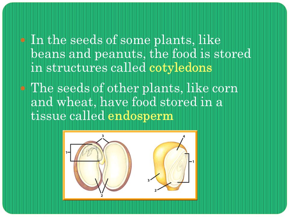 In the seeds of some plants, like beans and peanuts, the food is stored in structures called cotyledons The seeds of other plants, like corn and wheat, have food stored in a tissue called endosperm