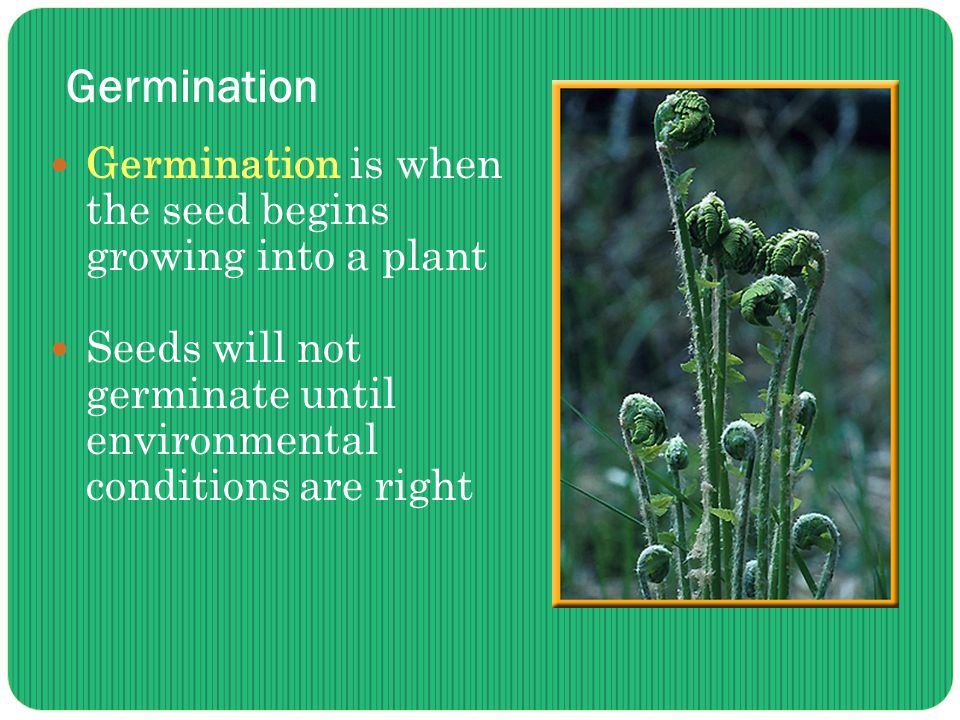 Germination Germination is when the seed begins growing into a plant Seeds will not germinate until environmental conditions are right