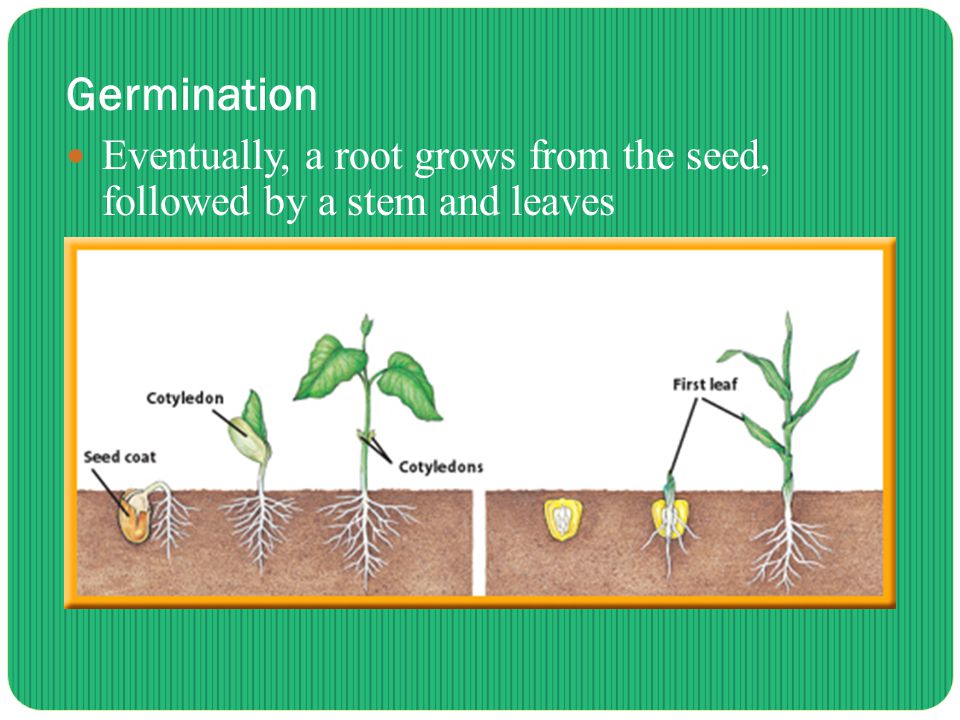 Germination Eventually, a root grows from the seed, followed by a stem and leaves