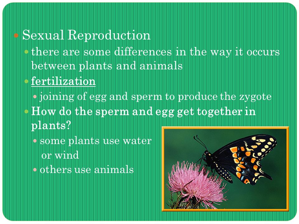 Sexual Reproduction there are some differences in the way it occurs between plants and animals fertilization joining of egg and sperm to produce the zygote How do the sperm and egg get together in plants.