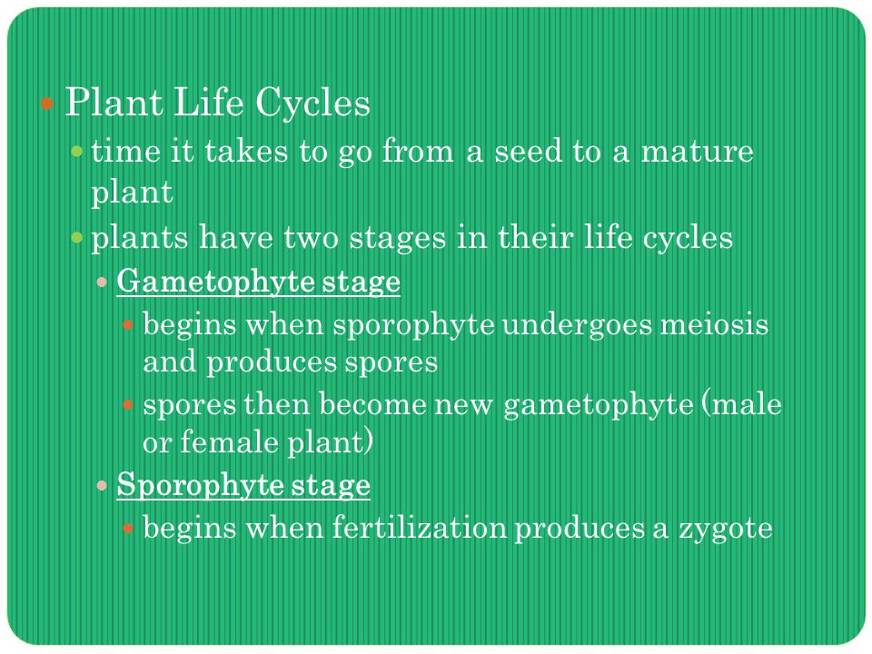 Plant Life Cycles time it takes to go from a seed to a mature plant plants have two stages in their life cycles Gametophyte stage begins when sporophyte undergoes meiosis and produces spores spores then become new gametophyte (male or female plant) Sporophyte stage begins when fertilization produces a zygote