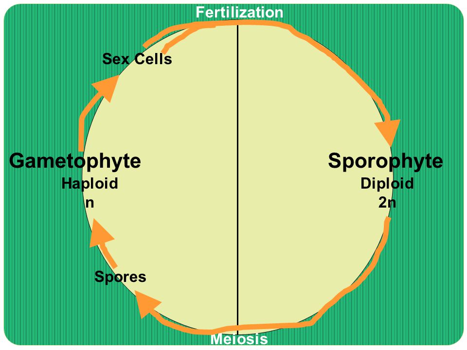 SporophyteGametophyte Meiosis Fertilization Diploid 2n Haploid n Spores Sex Cells