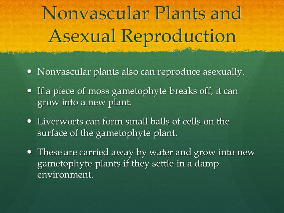 Nonvascular Plants and Asexual Reproduction Nonvascular plants also can reproduce asexually.