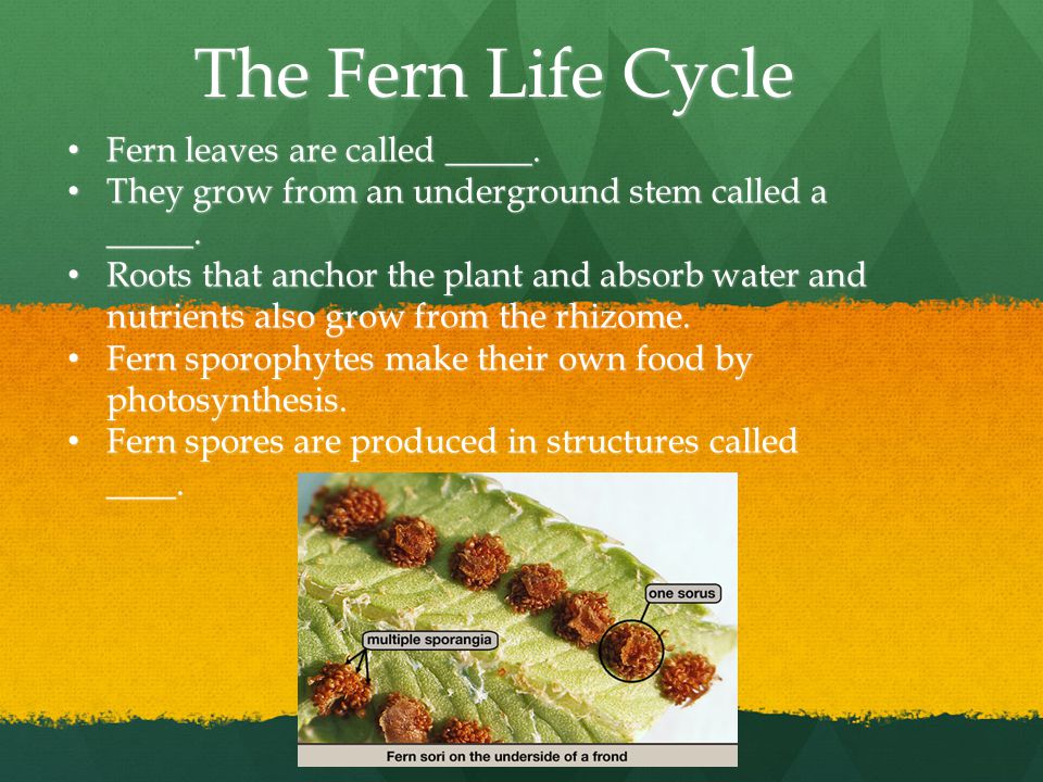 The Fern Life Cycle Fern leaves are called _____. Fern leaves are called _____.