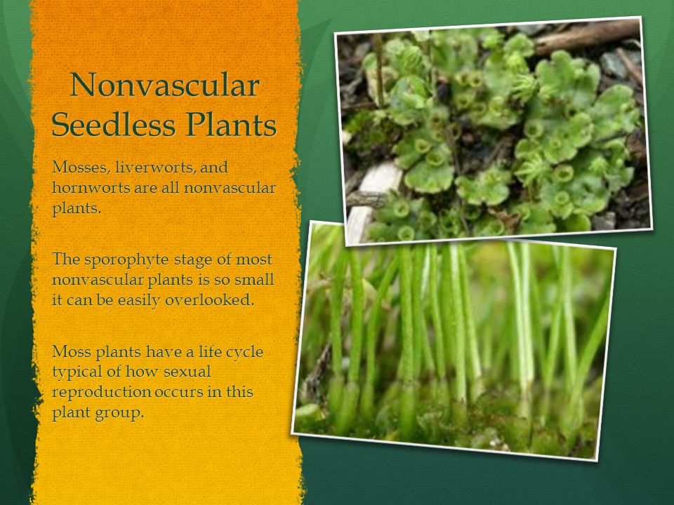 Nonvascular Seedless Plants Mosses, liverworts, and hornworts are all nonvascular plants.