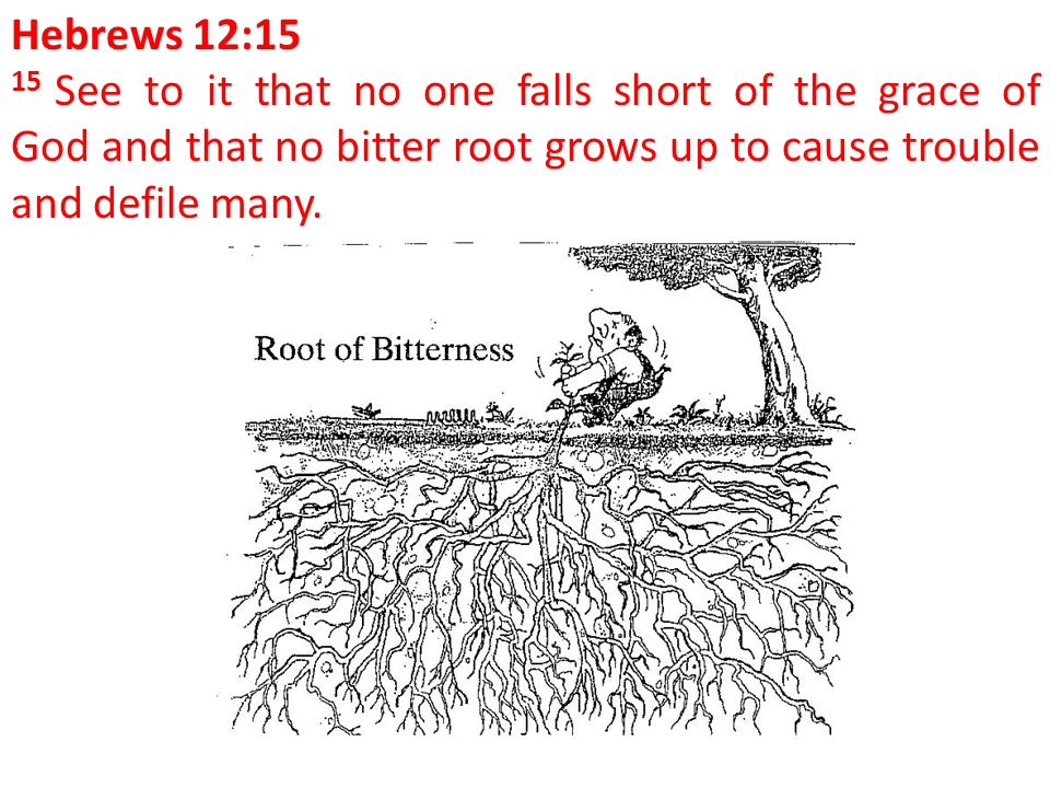Hebrews 12:15 15 See to it that no one falls short of the grace of God and that no bitter root grows up to cause trouble and defile many.