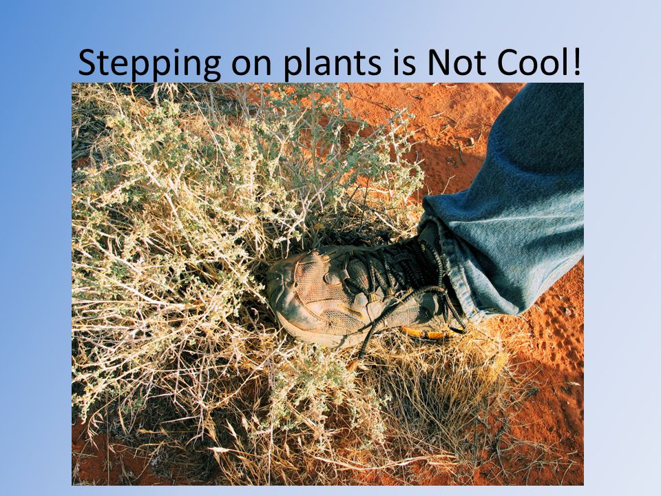 Stepping on plants is Not Cool!