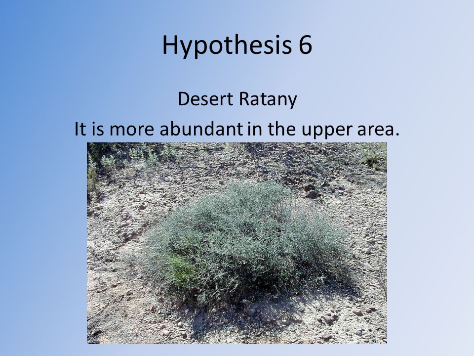 Hypothesis 6 Desert Ratany It is more abundant in the upper area. Picture