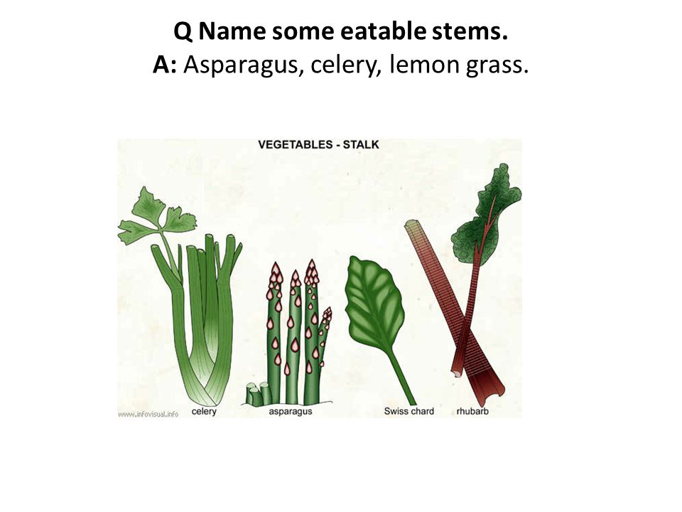 Q Name some eatable stems. A: Asparagus, celery, lemon grass.