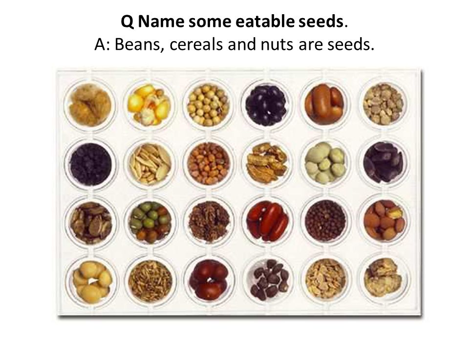 Q Name some eatable seeds. A: Beans, cereals and nuts are seeds.