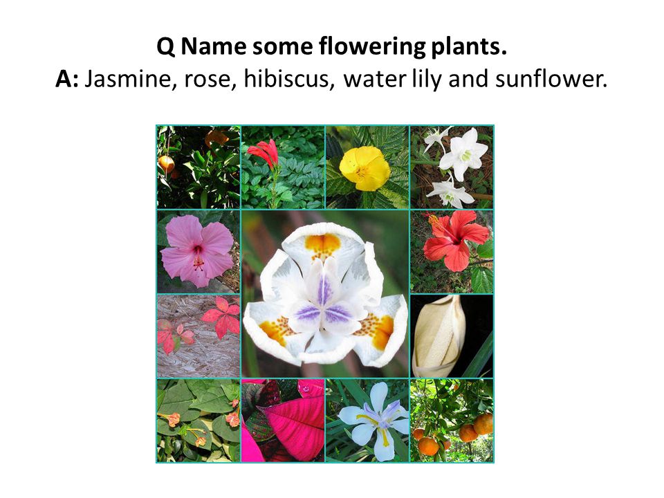 Q Name some flowering plants. A: Jasmine, rose, hibiscus, water lily and sunflower.