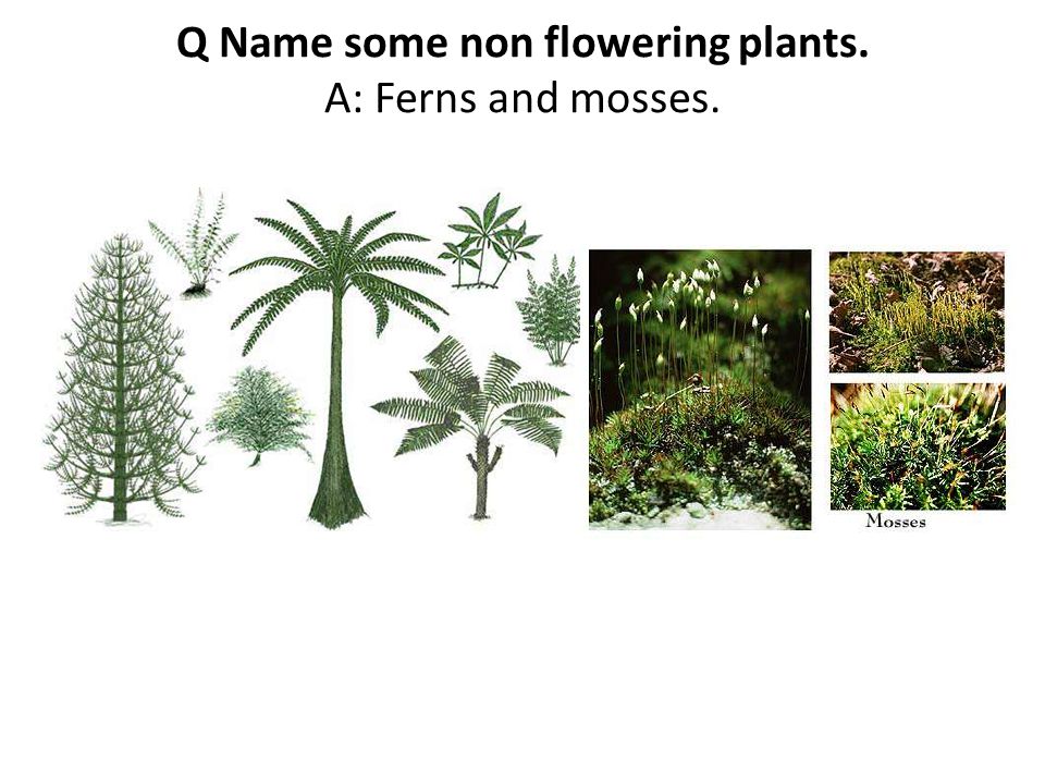 Q Name some non flowering plants. A: Ferns and mosses.