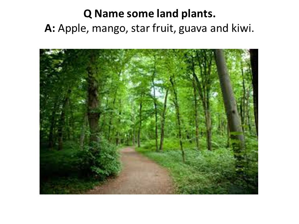 Q Name some land plants. A: Apple, mango, star fruit, guava and kiwi.