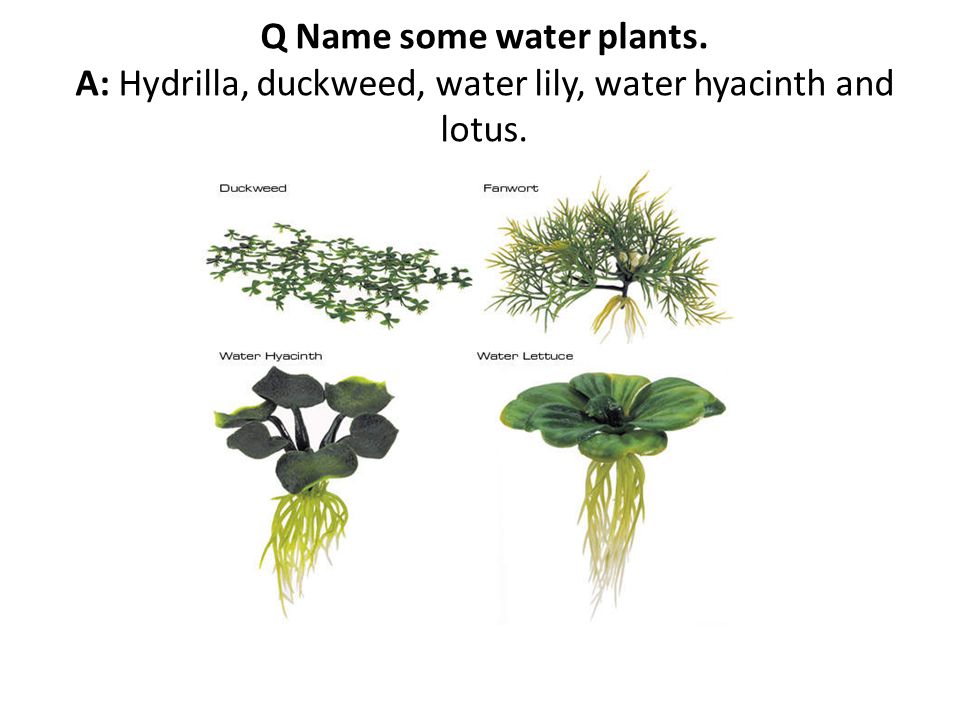 Q Name some water plants. A: Hydrilla, duckweed, water lily, water hyacinth and lotus.