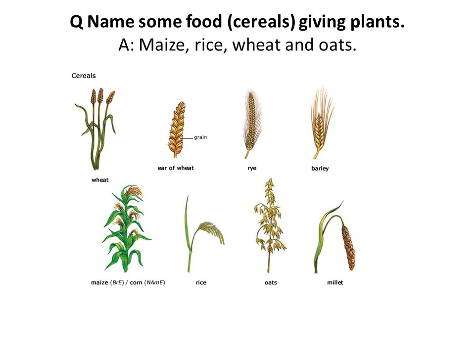 Q Name some food (cereals) giving plants. A: Maize, rice, wheat and oats.