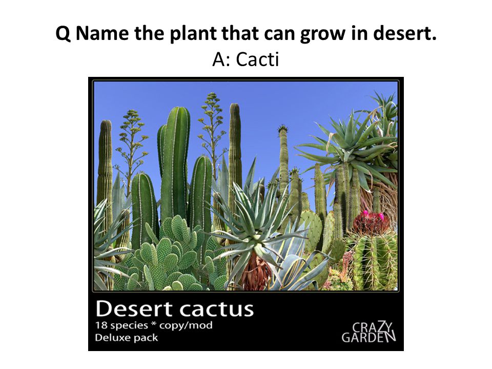 Q Name the plant that can grow in desert. A: Cacti