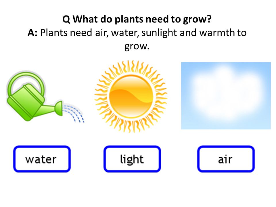 Q What do plants need to grow A: Plants need air, water, sunlight and warmth to grow.