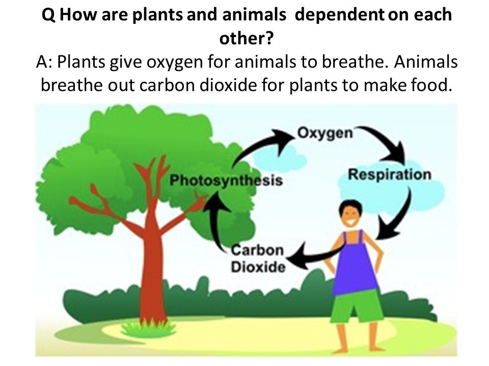 Q How are plants and animals dependent on each other.