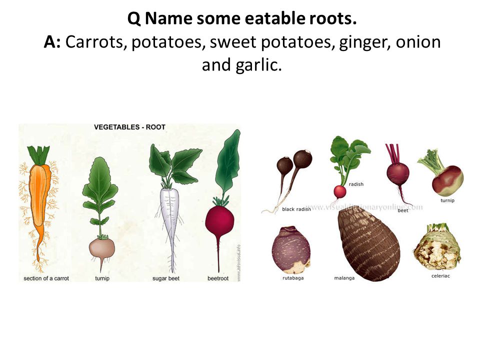 Q Name some eatable roots. A: Carrots, potatoes, sweet potatoes, ginger, onion and garlic.