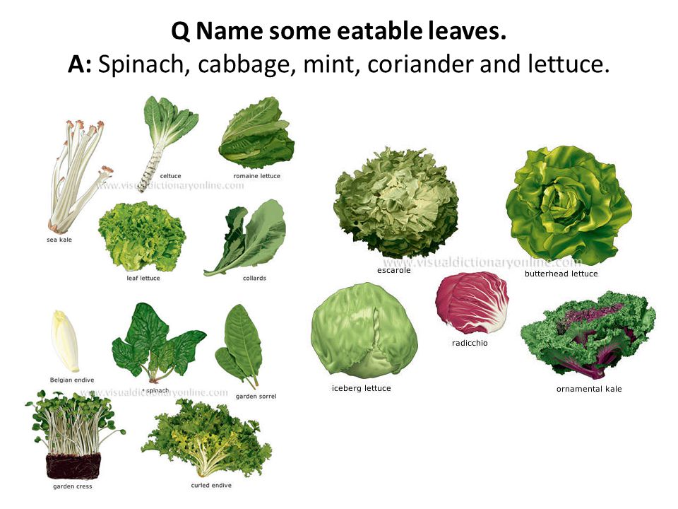 Q Name some eatable leaves. A: Spinach, cabbage, mint, coriander and lettuce.