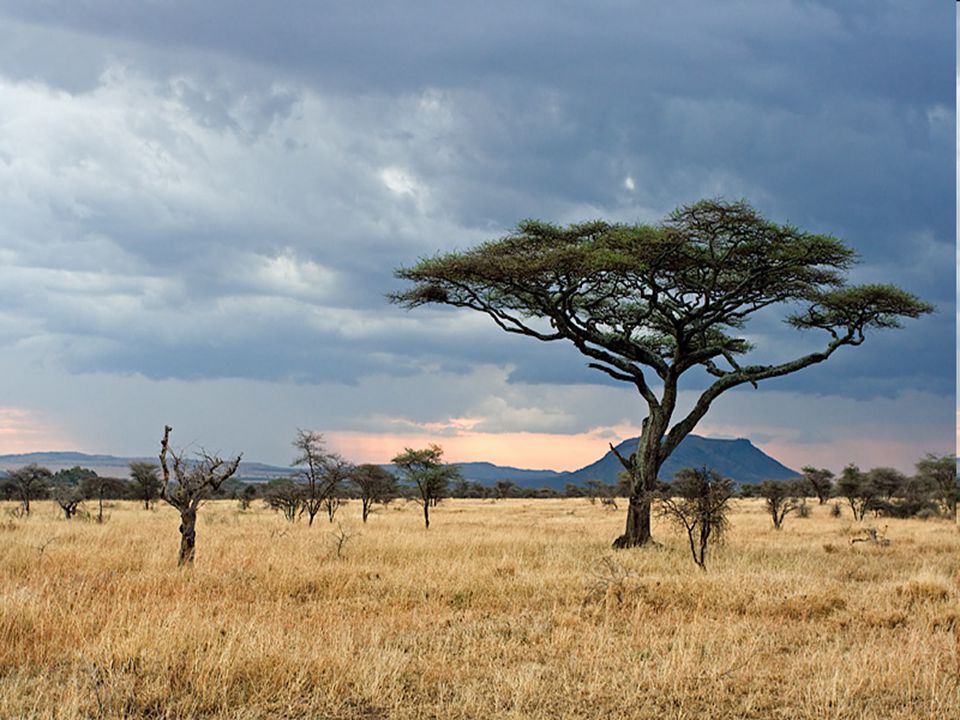 Саванна евразии. Национальный парк Серенгети Танзания. Национальный парк Серенгети растительность. Климат саванны. Саванны субэкваториального пояса.