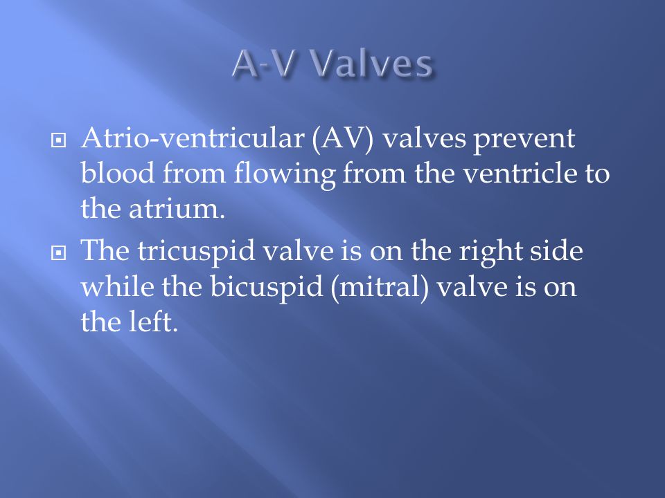  Atrio-ventricular (AV) valves prevent blood from flowing from the ventricle to the atrium.