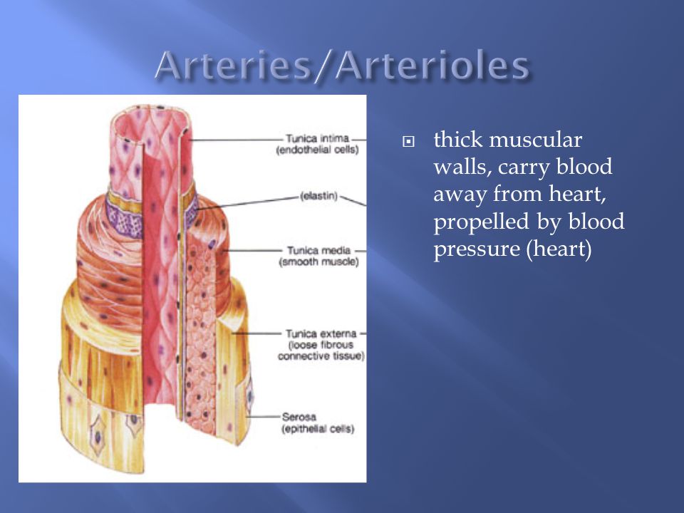  thick muscular walls, carry blood away from heart, propelled by blood pressure (heart)