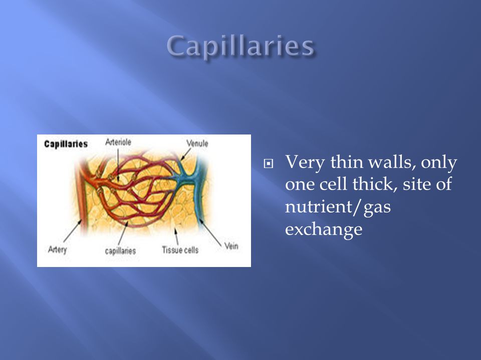  Very thin walls, only one cell thick, site of nutrient/gas exchange