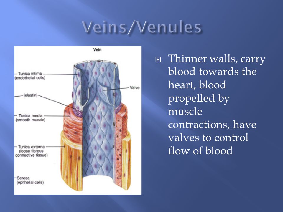  Thinner walls, carry blood towards the heart, blood propelled by muscle contractions, have valves to control flow of blood