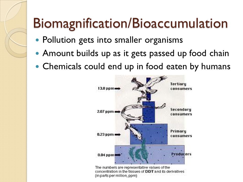 Biomagnification/Bioaccumulation Pollution gets into smaller organisms Amount builds up as it gets passed up food chain Chemicals could end up in food eaten by humans
