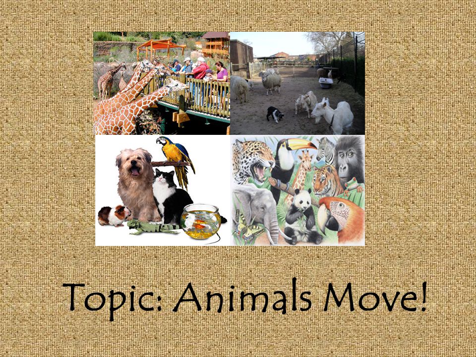 ESL and Cooperative Learning: Lesson: Animals Move! Subject: Science and  Language Kindergarten by: Merrideth Blair EDBE 5453 Fly! Swim! Hop! Run! -  ppt download