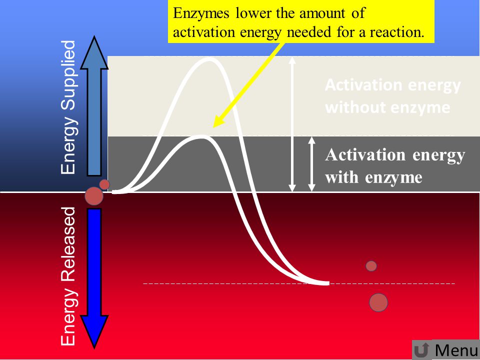 16 Enzymes Lower Activation Energy Energy Supplied Energy Released Activation energy without enzyme Activation energy with enzyme Enzymes lower the amount of activation energy needed for a reaction.