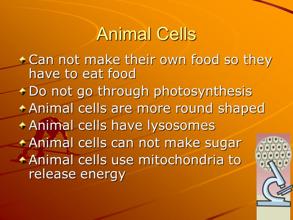 The Difference Between Plant and Animal Cells Power point by: Aaron,  Christopher, Jonathon, Mitchell, Caulin, and Christian. - ppt download