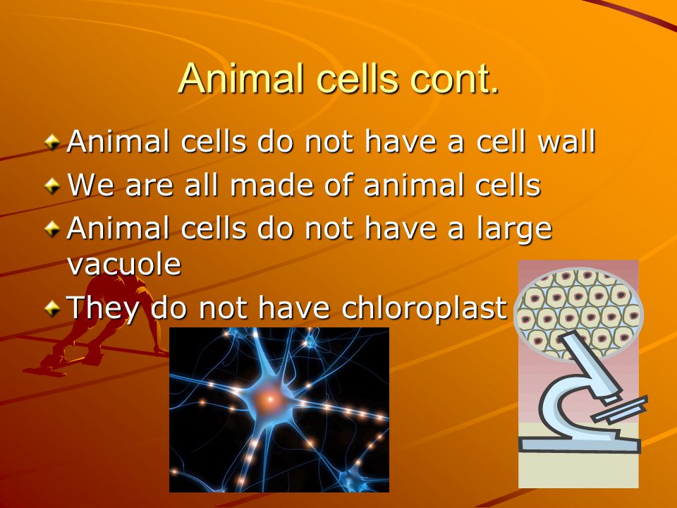 The Difference Between Plant and Animal Cells Power point by: Aaron,  Christopher, Jonathon, Mitchell, Caulin, and Christian. - ppt download