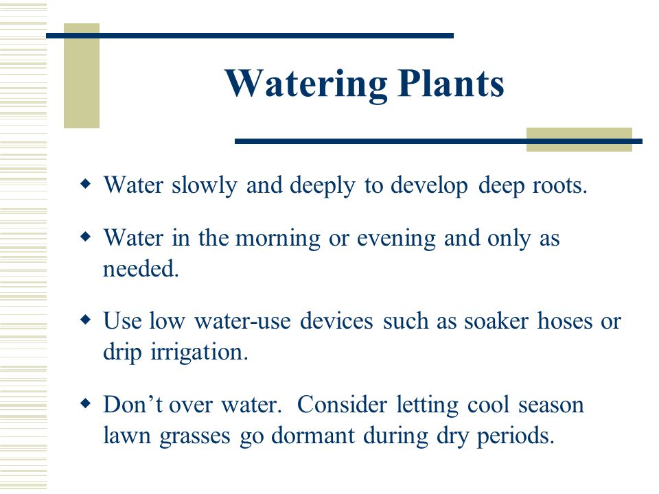 Watering Plants  Water slowly and deeply to develop deep roots.