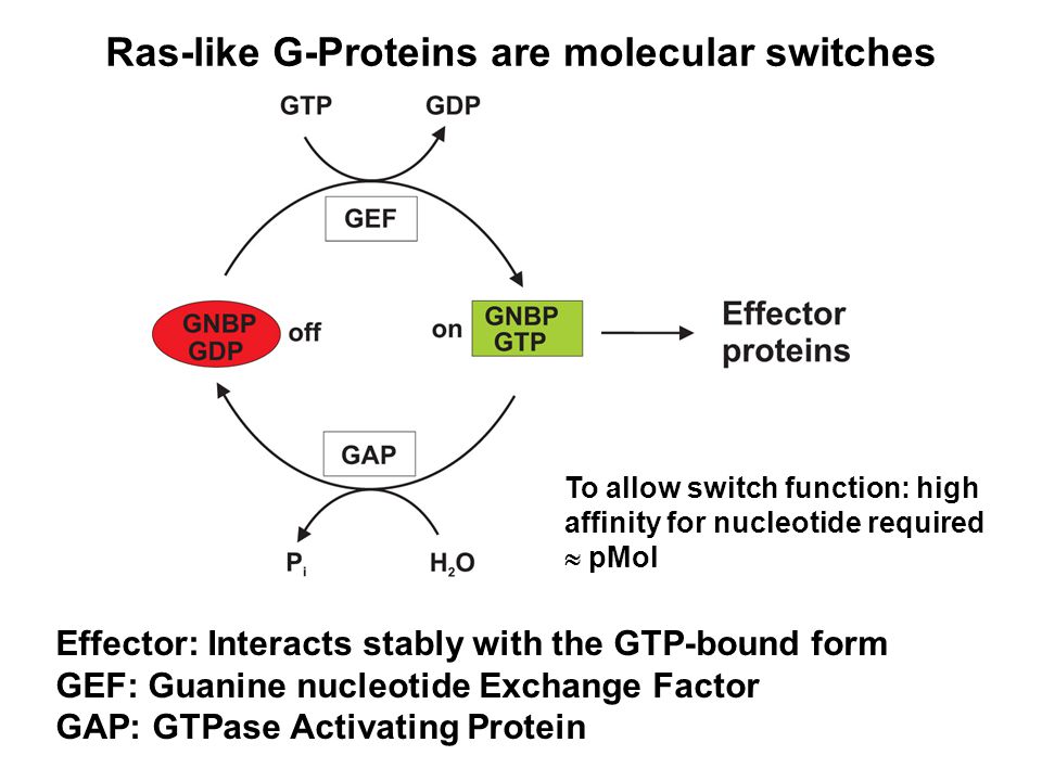 Ras-g–белок. GTPASE Protein. Белки ras GTP. Allow switch