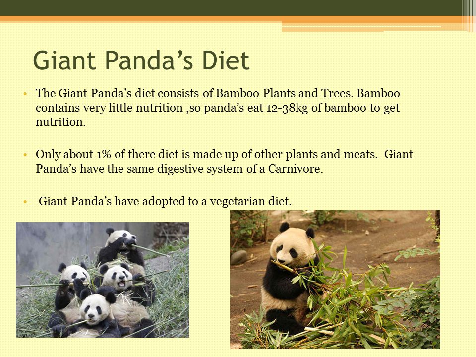 by felix santoyo giant panda s habitat the giant panda has it s