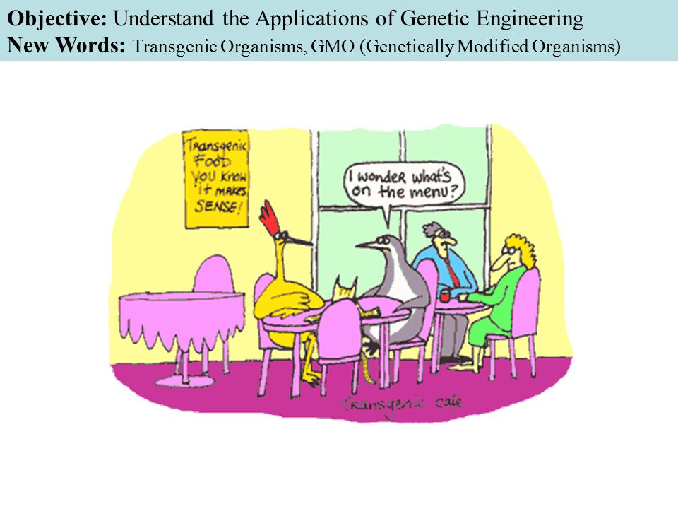 Objective: Understand the Applications of Genetic Engineering New Words: Transgenic Organisms, GMO (Genetically Modified Organisms)