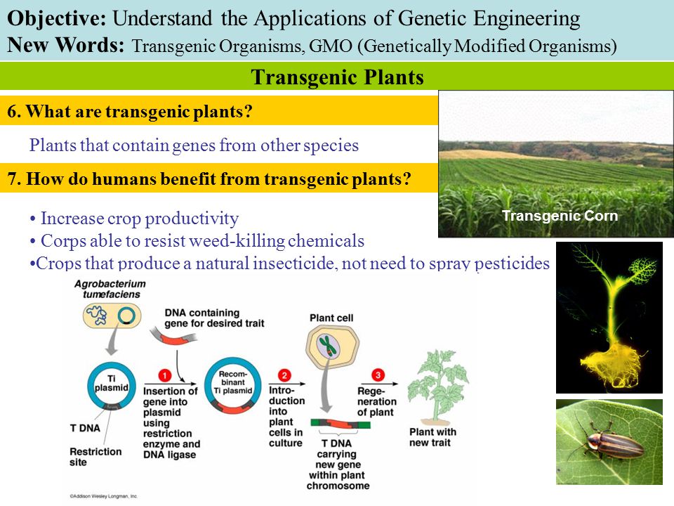 7. How do humans benefit from transgenic plants.
