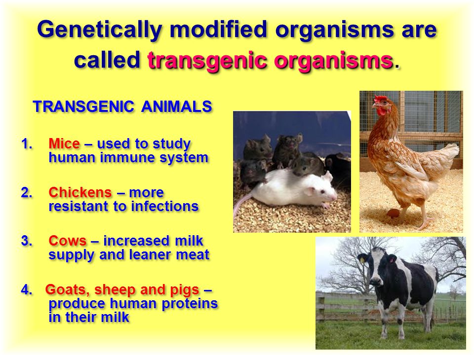 transgenic organisms. Genetically modified organisms are called transgenic organisms.