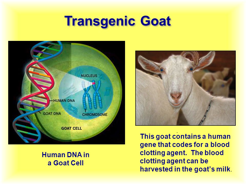 Human DNA in a Goat Cell This goat contains a human gene that codes for a blood clotting agent.