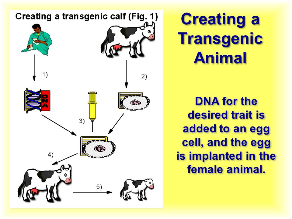 DNA for the desired trait is added to an egg cell, and the egg is implanted in the female animal.